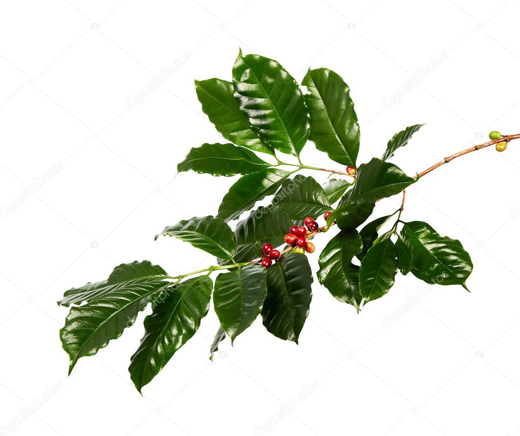 Red coffee beans on a branch of coffea tree with leaves, ripe and unripe coffee beans isolated on white background with clipping path