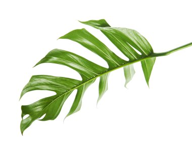 Monstera deliciosa yaprak veya İsviçre peyniri bitki, kırpma yolu ile beyaz arka plan üzerinde izole tropikal bitki örtüsü                               