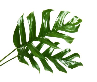 Monstera deliciosa yaprak veya İsviçre peyniri bitki, kırpma yolu ile beyaz arka plan üzerinde izole tropikal bitki örtüsü                               