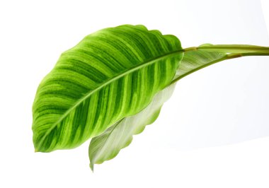 Calathea zebrina yeşilliği veya Zebra bitkisi, egzotik tropikal yaprak, kesme yolu ile beyaz arka planda izole                            