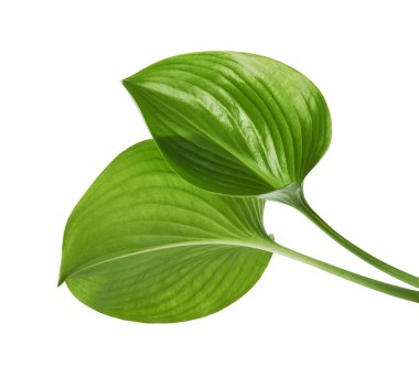  Cardwell lily leaf, Green circular leaves isolated on white background, with clipping path                                clipart