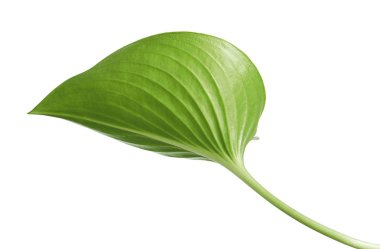  Cardwell zambak yaprağı, yeşil dairesel yapraklar beyaz arka planda izole edilmiş, kırpma yolu ile                               