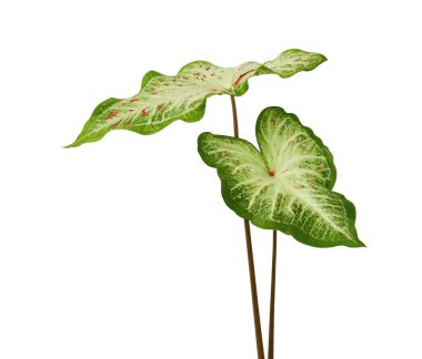 Beyaz yaprak ve yeşil damarlı Caladium bicolor (Gingerland kaladyumu), beyaz arkaplanda izole edilmiş Caladium yaprağı, kırpma yolu ile  