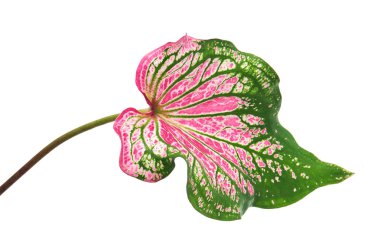 Pembe yapraklı ve yeşil damarlı Caladium bicolor (Florida tatlım), beyaz arka planda izole edilmiş pembe Caladium yaprağı, kırpma yolu ile 