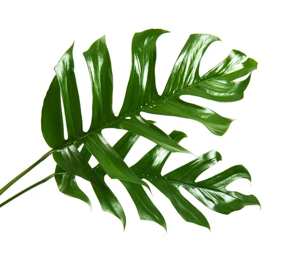Monstera deliciosa leaf or Swiss cheese plant, Tropical foliage isolated on white background, with clipping path                               