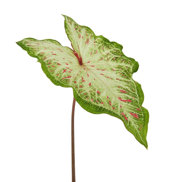 Caladium Bicolor Dengan Daun Putih Dan Vena Hijau Gingerland Caladium — Stok Foto