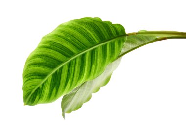 Calathea zebrina yeşilliği veya Zebra bitkisi, egzotik tropikal yaprak, kesme yolu ile beyaz arka planda izole                               