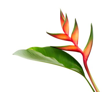 Heliconia bihai (kırmızı palulu) çiçek yaprak, kırpma yolu ile beyaz arka plan üzerinde izole tropikal çiçek     