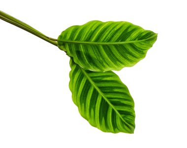 Calathea zebrina yeşilliği veya Zebra bitkisi, egzotik tropikal yaprak, kesme yolu ile beyaz arka planda izole                               