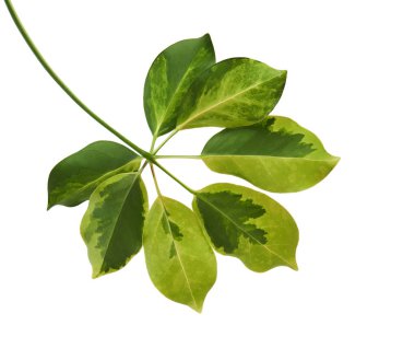 Schefflera 