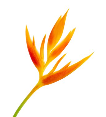 Heliconia psittacorum (Altın Meşale) çiçekleri, beyaz arka planda izole edilmiş tropikal çiçekler, kırpma yolu ile                         