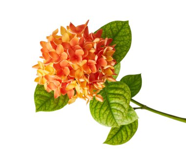 Ixora coccinea çiçeği, turuncu ixora beyaz arka planda izole edilmiş yapraklar, kırpma yolu ile
