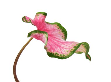Pembe yapraklı ve yeşil damarlı Caladium bicolor (Florida tatlım), beyaz arka planda izole edilmiş pembe Caladium yaprağı, kırpma yolu ile                            