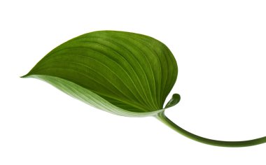 Cardwell lily leaf, Green circular leaves isolated on white background, with clipping path                                   clipart