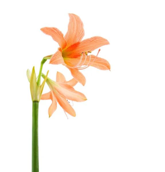 Hippeastrum Amaryllis Flower Orange Amaryllis Flower Isolated White Background Clipping — Stock Photo, Image