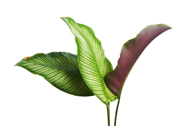 Calathea ornata (ince çizgili Calathea) yaprakları, tropikal yapraklar beyaz arka planda izole edilmiş, kırpma yolu ile                         