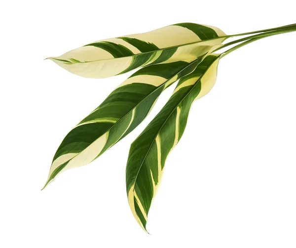 Heliconia Çeşitlendirilmiş Yeşillik Beyaz Arka Planda Izole Edilmiş Egzotik Tropikal — Stok fotoğraf