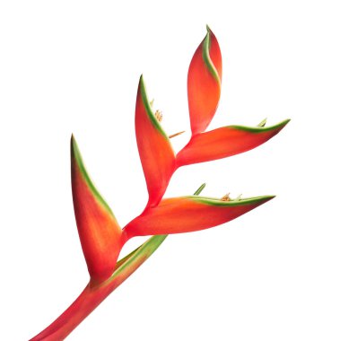 Heliconia bihai çiçeği (Kırmızı palulu), beyaz arkaplanda izole edilmiş tropikal çiçekler, kırpma yolu ile                        