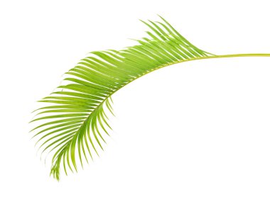 Sarı palmiye yaprakları (Dypsis lutescens) veya Altın baston palmiye, Areka palmiye yaprakları, kırpma yolu olan beyaz arka planda izole tropikal yapraklar                                