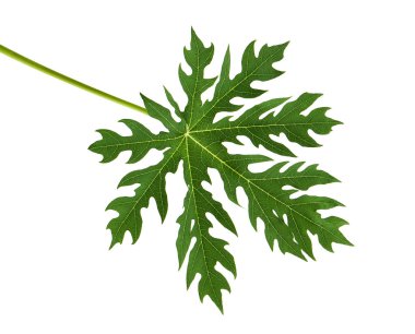 Papaya yaprağı, yeşil papaya yaprakları, tropikal yapraklar kesme yolu ile beyaz arka planda izole edilmiş 