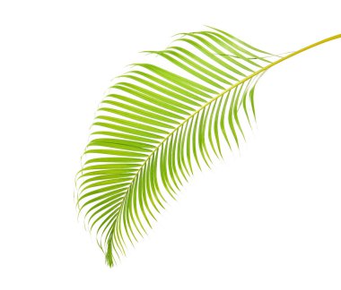 Sarı palmiye yaprakları (Dypsis lutescens) veya Altın baston palmiye, Areka palmiye yaprakları, kırpma yolu olan beyaz arka planda izole tropikal yapraklar                                