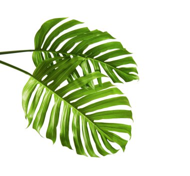 Monstera deliciosa yaprak veya İsviçre peyniri bitki, kırpma yolu ile beyaz arka plan üzerinde izole tropikal bitki örtüsü 