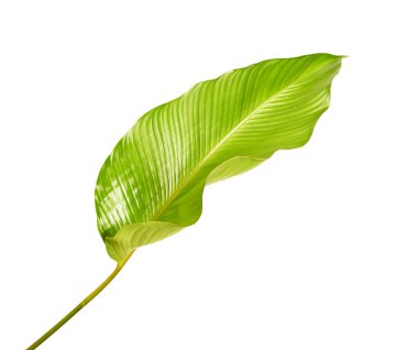 Calathea yaprağı, egzotik tropikal yaprak, büyük yeşil yaprak, kesme yolu ile beyaz arka planda izole
