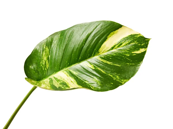 Hera Diabo Pothos Dourado Epipremnum Aureum Folhas Forma Coração Videira — Fotografia de Stock