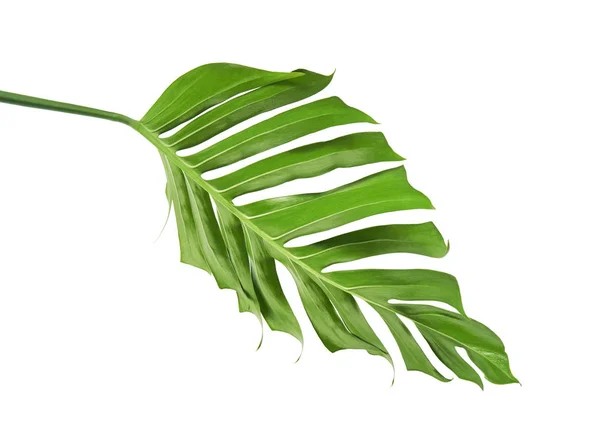 Hoja Monstera Deliciosa Planta Queso Suizo Follaje Tropical Aislado Sobre — Foto de Stock