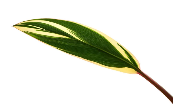 Plant Cordyline Fruticosa Leaves Colorful Foliage Exotic Tropical Leaf Isolated — Stock Photo, Image