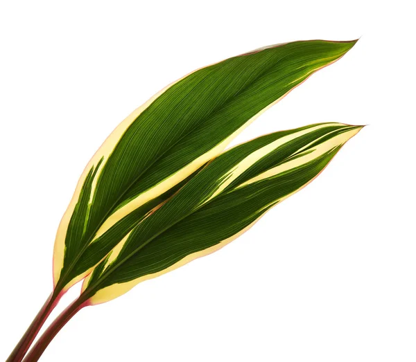 Plant Cordyline Fruticosa 나뭇잎 색상의 경로와 배경에 — 스톡 사진