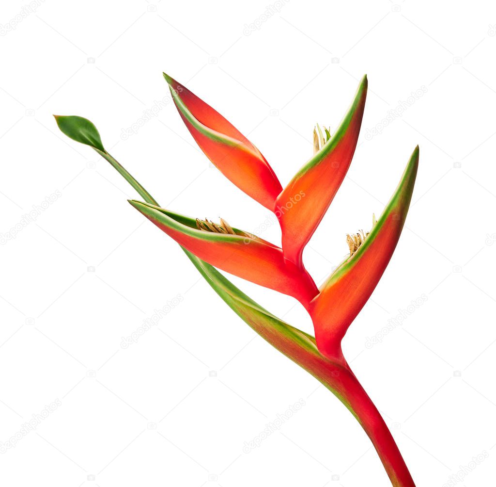 Heliconia bihai flower (Red palulu), Tropical flowers isolated on white background, with clipping path                        