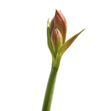 Close up - Bud Hippeastrum veya Amaryllis çiçek, Pembe amaryllis çiçekler beyaz arka plan üzerinde izole, kırpma yolu ile                          