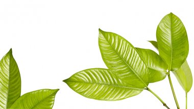 Mangosteen tropikal yaprak dökmeyen ağaç, yeşillik beyaz arka plan üzerinde izole Mangosteen yaprak 