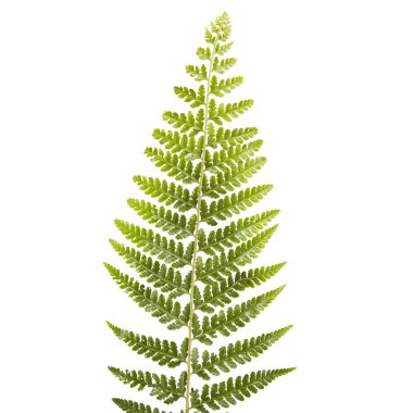 Eğreltiotu yaprağı, süs yaprakları, beyaz arka planda yalıtılmış eğreltiotu, kırpma yolu ile