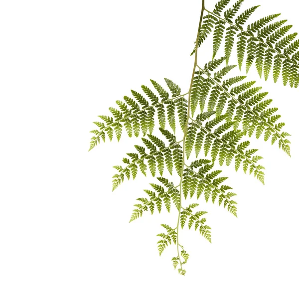 Eğreltiotu Yaprağı Süs Yaprakları Beyaz Arka Planda Yalıtılmış Eğreltiotu Kırpma — Stok fotoğraf