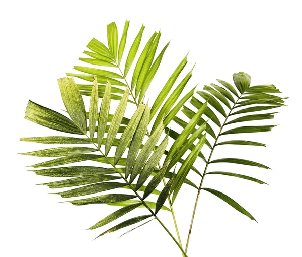 Macarthur Folhas Palmeira Ptychosperma Macarthurii Folhagem Tropical Isolada Sobre Fundo — Fotografia de Stock