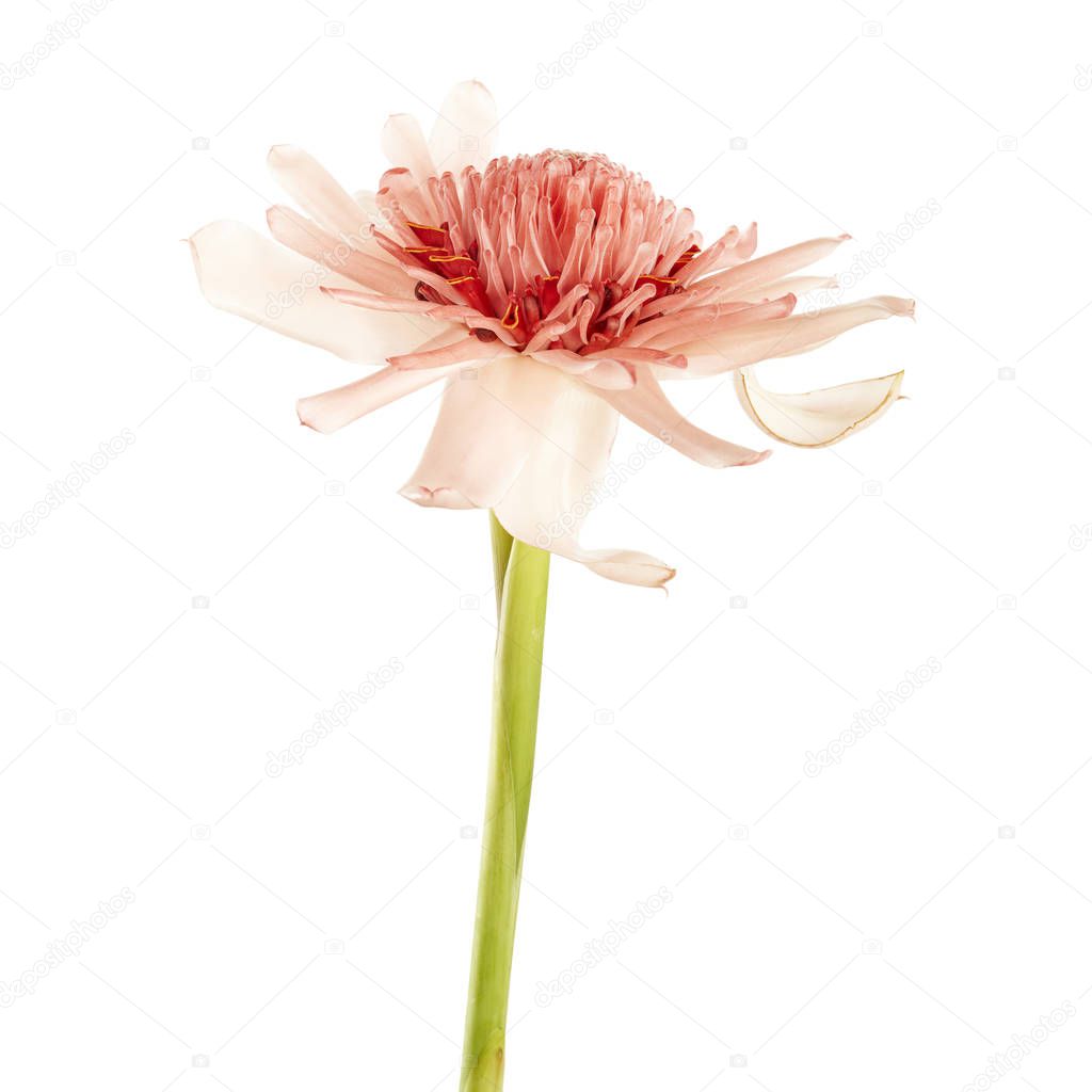 Etlingera elatior with green stalk, Pink torch ginger flower isolated on white background, with clipping path