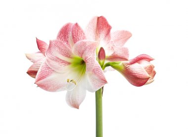 Hippeastrum veya Amaryllis çiçekleri, Pembe amaryllis çiçekler beyaz arka plan izole, kırpma yolu ile                             