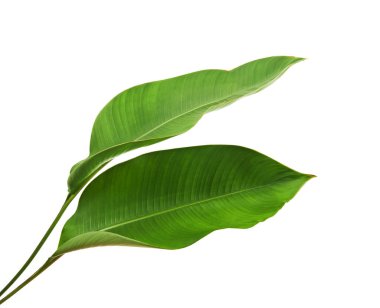 Strelitzia reginae, Heliconia, Tropikal yaprak, Cennet Kuşu yaprakları beyaz arka planda izole edilmiş, kırpma yolu ile                           