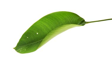 Strelitzia reginae, Heliconia, Tropikal yaprak, Cennet Kuşu yaprakları beyaz arka planda izole edilmiş, kırpma yolu ile                           