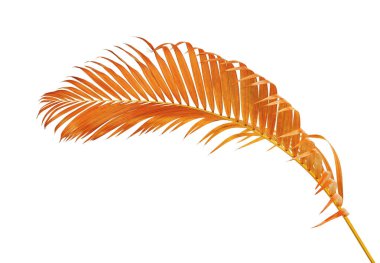 Sarı palmiye yaprakları (Dypsis lutescens) veya Altın baston palmiye, Areka palmiye yaprakları, kırpma yolu olan beyaz arka planda izole tropikal yapraklar 