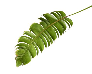 Heliconia chartacea yaprakları, tropikal yaprak, cennet kuşu yaprakları beyaz arka planda izole edilmiş, kırpma yolu ile                                 