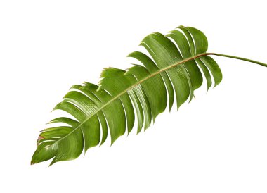 Heliconia chartacea yaprakları, tropikal yaprak, cennet kuşu yaprakları beyaz arka planda izole edilmiş, kırpma yolu ile                                 