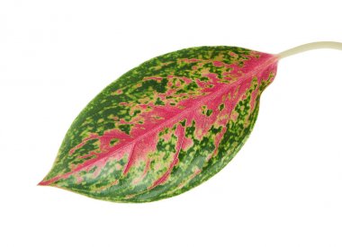 Kırmızı aglaonema yeşillik, yeşil parlak pembe damarlar ile egzotik tropik, kırpma yolu ile beyaz arka plan üzerinde izole yaprak                                 