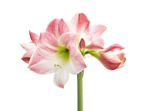 Hippeastrum or Amaryllis flowers ,Pink amaryllis flowers isolated on white background, with clipping path                             
