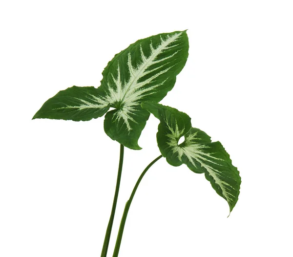 Caladium Bicolor Com Folha Verde Veias Brancas Folhagem Caladium Lindenii — Fotografia de Stock