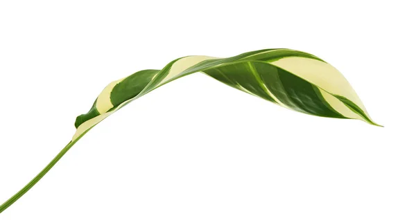Heliconia Variegated Foliage Exotic Tropical Leaf Isolated White Background Clipping — Stock Photo, Image