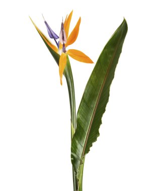 Yapraklı Strelitzia reginae çiçeği, cennet kuşu çiçeği, beyaz arka planda izole edilmiş tropik çiçek, kırpma yolu ile