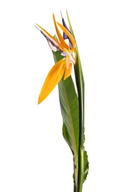 Yapraklı Strelitzia reginae çiçeği, cennet kuşu çiçeği, beyaz arka planda izole edilmiş tropik çiçek, kırpma yolu ile